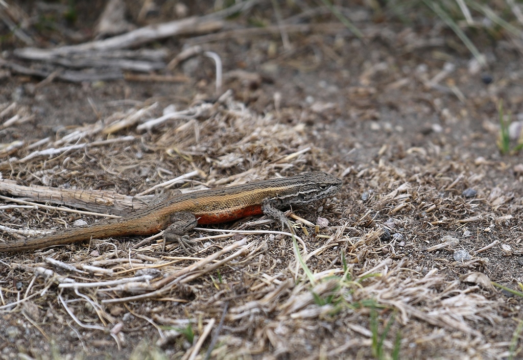 Liolaemus chungara