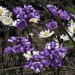 Euphrasia collina collina - Photo (c) Max Campbell, some rights reserved (CC BY), uploaded by Max Campbell