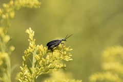 Epicauta cinerea-group