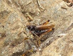 Gomphocerus sibiricus sibiricus