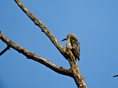 Melanerpes aurifrons