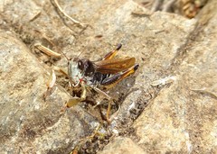 Gomphocerus sibiricus sibiricus