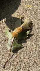 Callirhytis infuscata