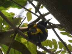 Cacicus cela flavicrissus