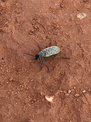 Epicauta maculata-group