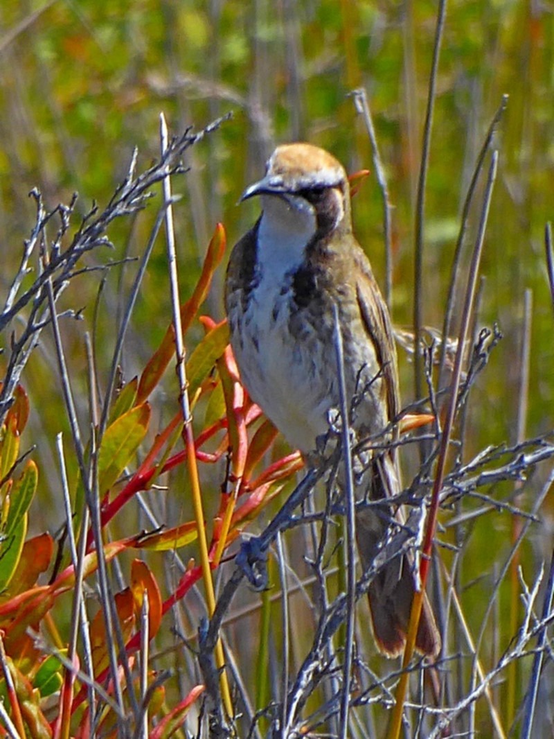 Tawny-crowned Honeyeater illustration