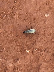 Epicauta maculata-group