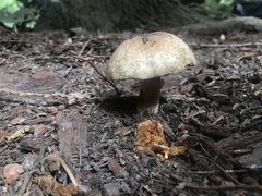 Agaricus perobscurus