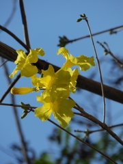 Handroanthus serratifolius