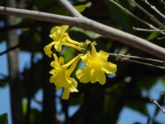 Handroanthus serratifolius