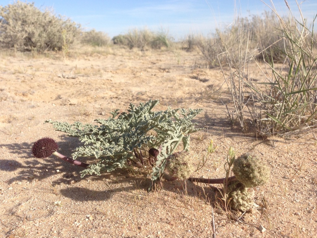 desert spring-parsley
