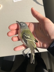 Vireo solitarius