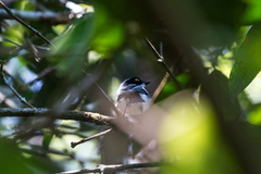 Batis dimorpha dimorpha