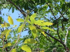 Handroanthus serratifolius