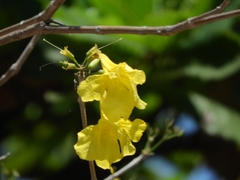 Handroanthus serratifolius