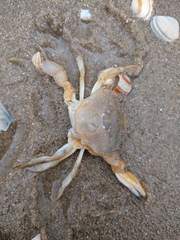 Liocarcinus holsatus