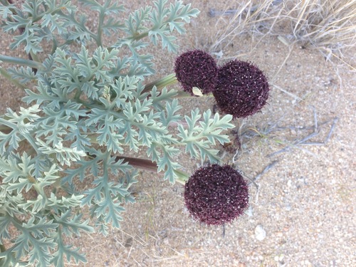 Image of Cymopterus deserticola by (c) Adam J. Searcy, some rights reserved (CC BY)