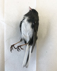 Junco hyemalis