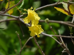 Handroanthus serratifolius
