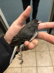 Junco hyemalis