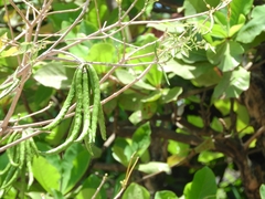 Handroanthus serratifolius