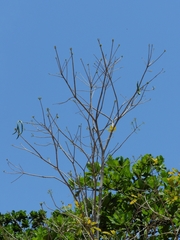 Handroanthus serratifolius