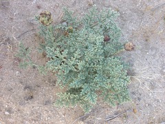 Cymopterus deserticola