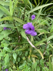 Ruellia simplex image