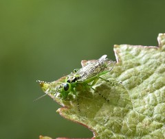 Rhogogaster chlorosoma