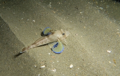 Chelidonichthys lucerna
