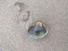 Ruditapes philippinarum