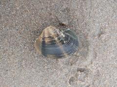 Ruditapes philippinarum