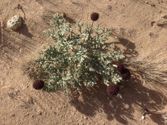 Cymopterus deserticola