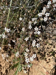 Pharnaceum aurantium