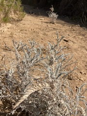 Astragalus trichopodus