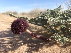 Cymopterus deserticola