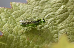 Rhogogaster chlorosoma
