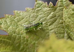 Rhogogaster chlorosoma