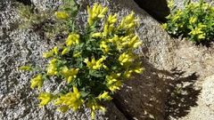 Silene parishii