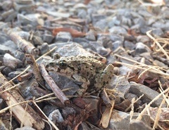 Pelodytes hespericus