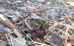 Pelodytes hespericus