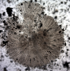 Pyronema omphalodes image