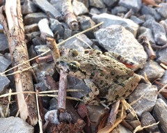 Pelodytes hespericus