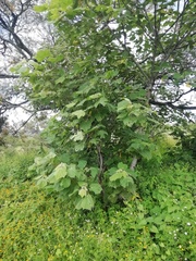 Heliocarpus terebinthinaceus
