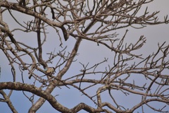 Halcyon chelicuti chelicuti