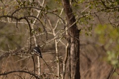 Prionops plumatus poliocephalus