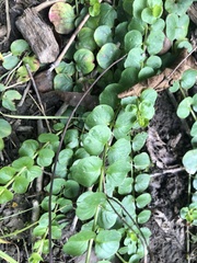 Lysimachia nummularia