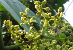 Eurhinus