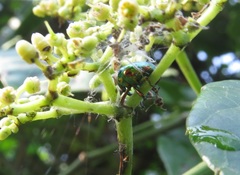 Eurhinus