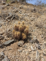 Echinocereus engelmannii engelmannii